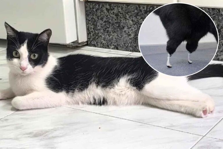 On l'appelle le premier « chat bionique » en Espagne : l'histoire de Vénus et ses nouvelles pattes en titane