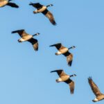 Le ciel perd ses ailes : 45 % des oiseaux migrateurs sont en déclin (et l'Eurasie connaît la première extinction d'oiseaux depuis des siècles)