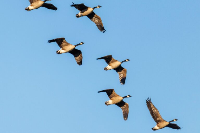 Le ciel perd ses ailes : 45 % des oiseaux migrateurs sont en déclin (et l'Eurasie connaît la première extinction d'oiseaux depuis des siècles)