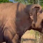 Après plus de 40 ans entre cirque et zoo, Sandro l'éléphant est enfin libre (et son bonheur est contagieux)