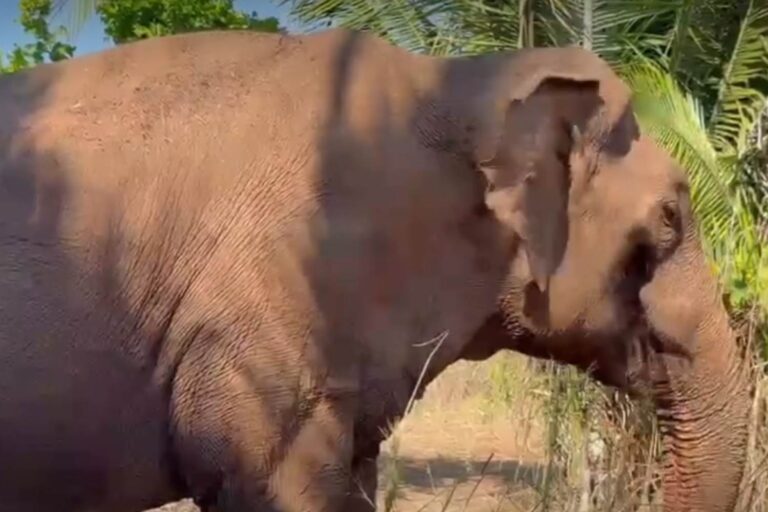 Après plus de 40 ans entre cirque et zoo, Sandro l'éléphant est enfin libre (et son bonheur est contagieux)