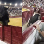 Un taureau de 508 kilos saute la clôture et se retrouve dans le public : terreur à la corrida de Murcie