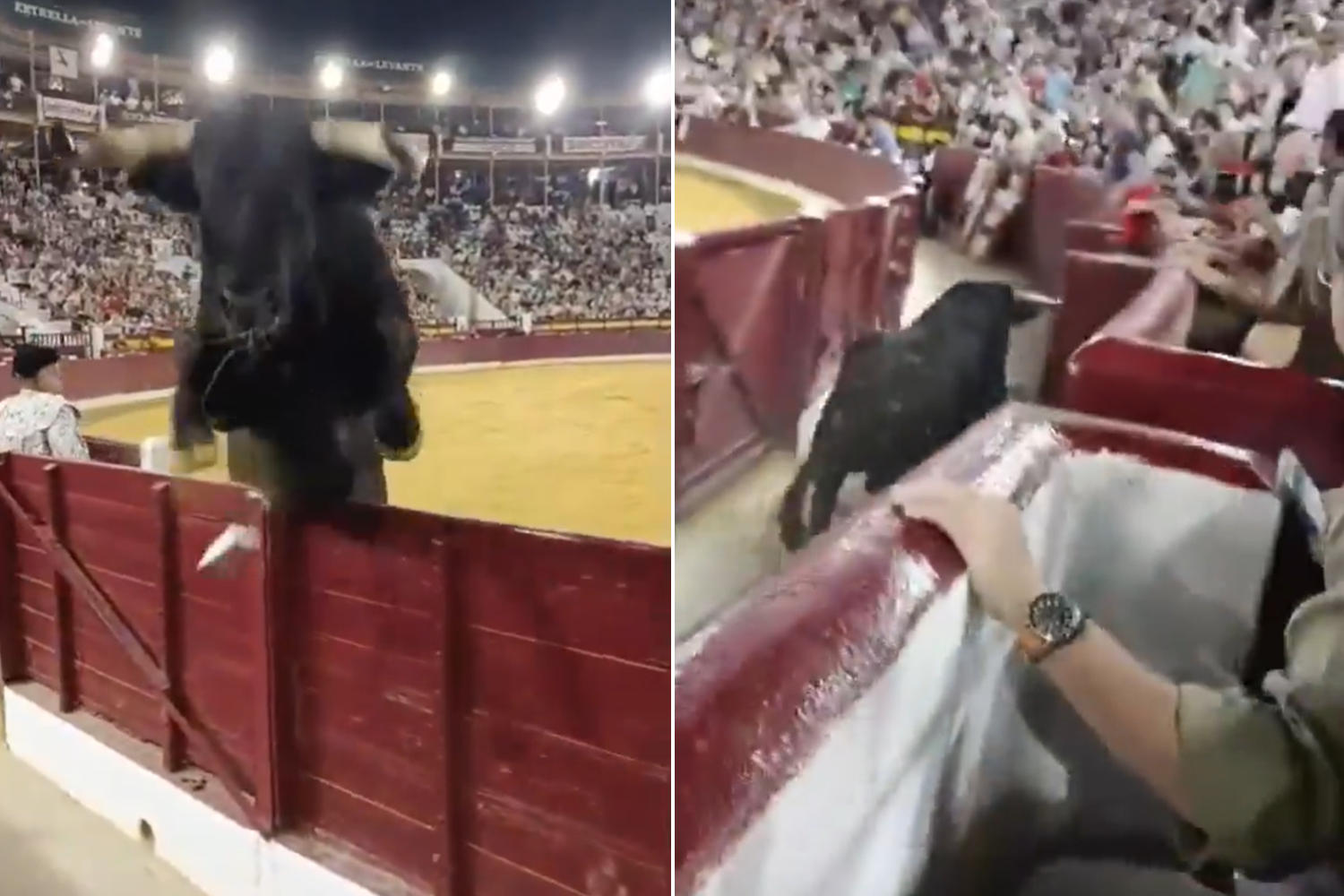 Toro Murcia