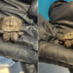 Une tortue à dos diamantée à deux têtes extrêmement rare (et minuscule) découverte : découverte extraordinaire dans le Massachusetts