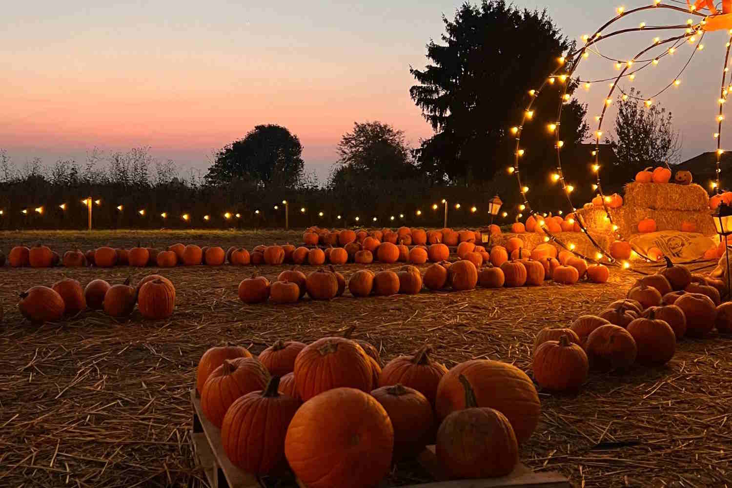 Champ de citrouilles Shirin