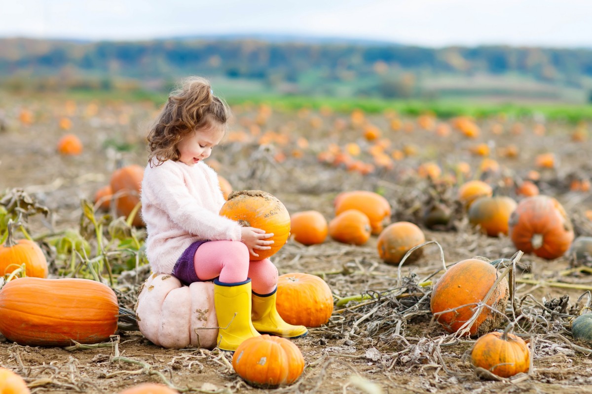 champs de citrouilles
