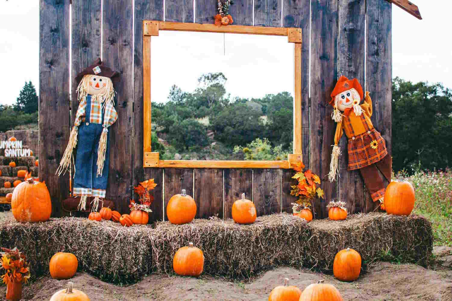 pumpkin patch