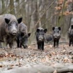 La peste porcine africaine se propage dans 20 communes au nord de Rome : arrêtez les pique-niques (et les maires demandent que les sangliers soient tués)