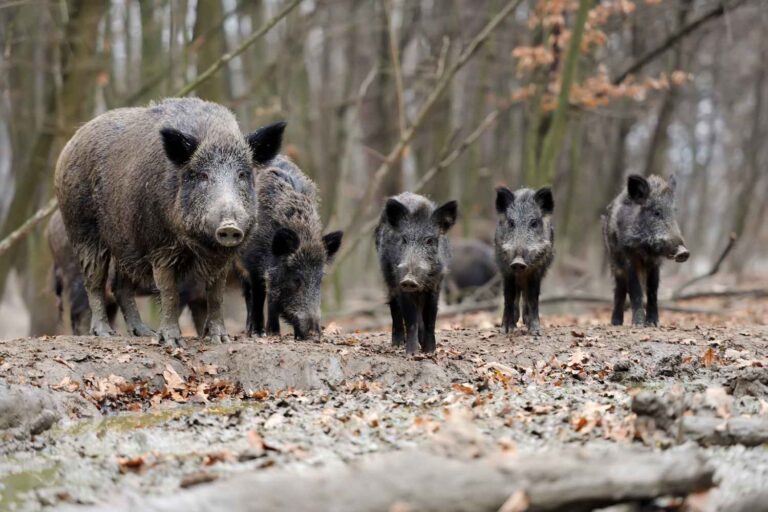 La peste porcine africaine se propage dans 20 communes au nord de Rome : arrêtez les pique-niques (et les maires demandent que les sangliers soient tués)