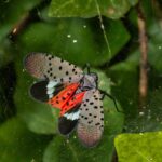 La redoutable mouche tachetée est arrivée en Europe : alarme sur cet insecte extraterrestre capable de dévaster les vignes et les arbres fruitiers