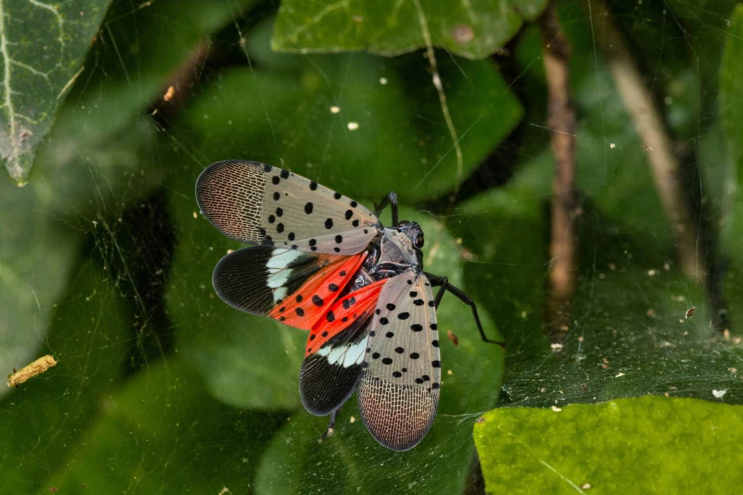 Lanterna maculata