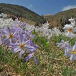 La vie a explosé dans le désert le plus sec du monde : l'Atacama se transforme en mer de fleurs après les pluies (et El Niño y est pour quelque chose)