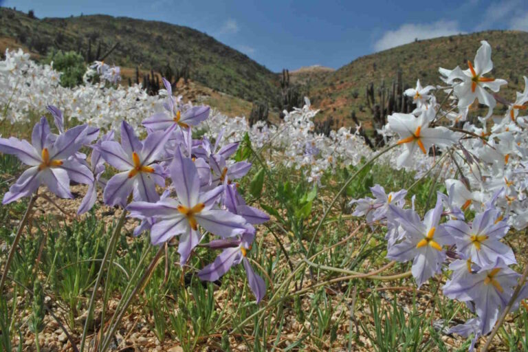 La vie a explosé dans le désert le plus sec du monde : l'Atacama se transforme en mer de fleurs après les pluies (et El Niño y est pour quelque chose)