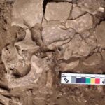 Les plus anciennes preuves de consommation de substances psychoactives pourraient être cachées dans ces dents vieilles de 25 000 ans