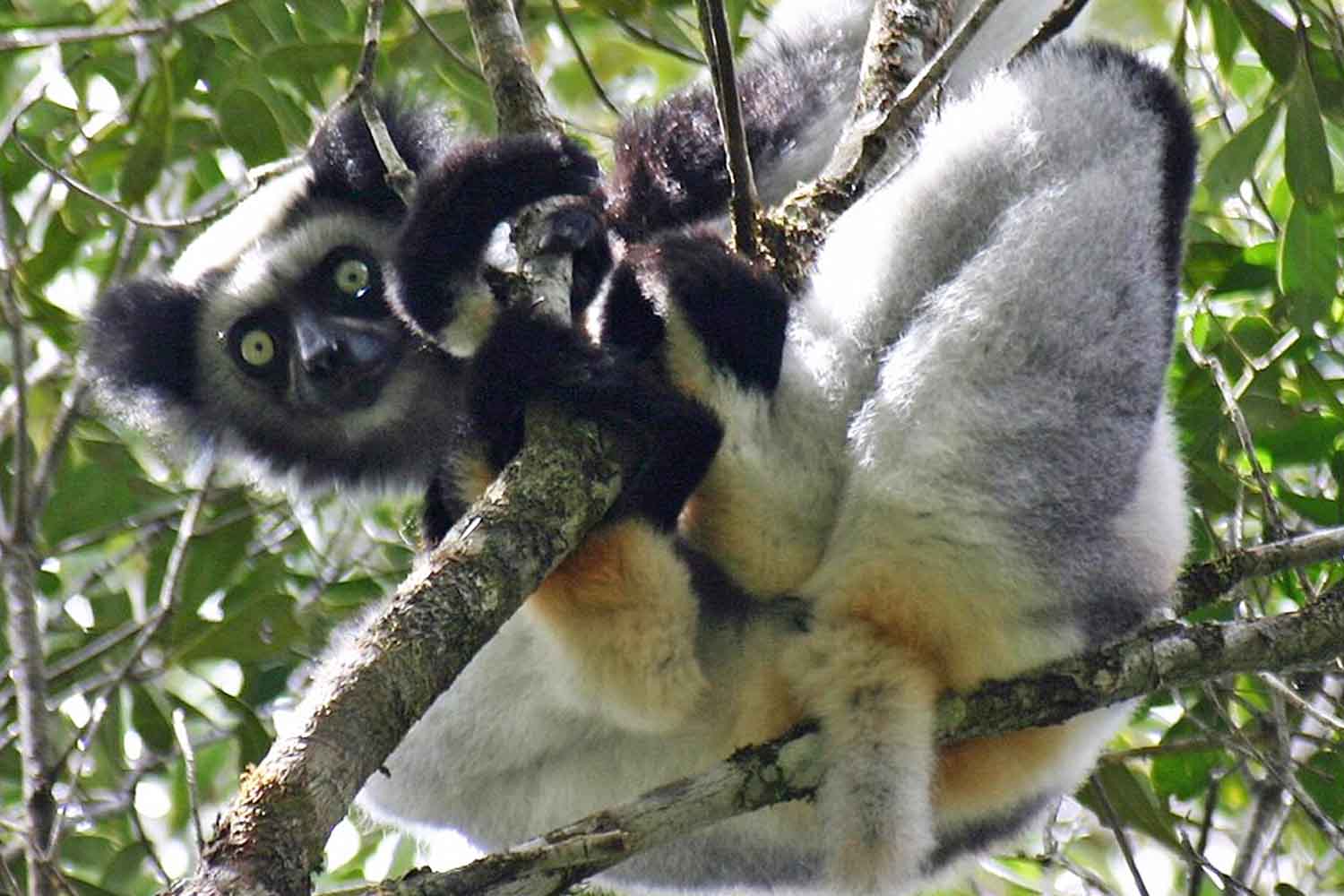 indri indri