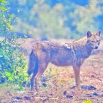 Le chacal doré aperçu pour la première fois dans le Parc du Tessin: « pas de danger pour le bétail, c'est le charognard des bois »