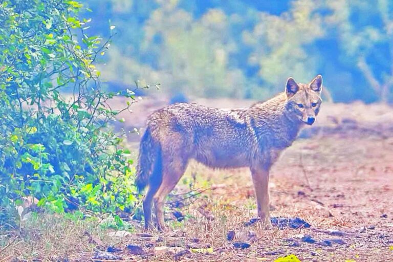 Le chacal doré aperçu pour la première fois dans le Parc du Tessin: « pas de danger pour le bétail, c'est le charognard des bois »
