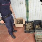 102 tortues d'une espèce protégée saisies dans le jardin d'une maison à Catane