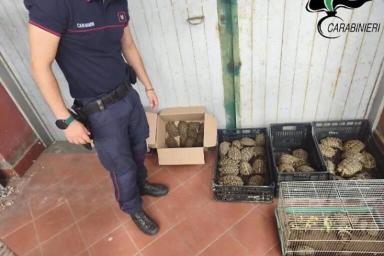 102 tortues d'une espèce protégée saisies dans le jardin d'une maison à Catane