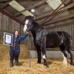 Hugo est le cheval vivant le plus grand du monde : mesurant près de 2 mètres, il figure dans le Guinness World Records (mais malheureusement il n'est pas libre)