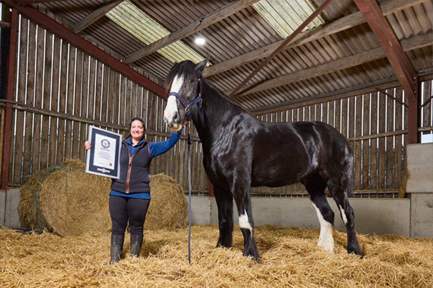 Cavallo più alto