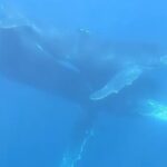 Même les baleines sont en deuil : la vidéo déchirante d'une mère qui veille sur son veau mort-né pendant des jours