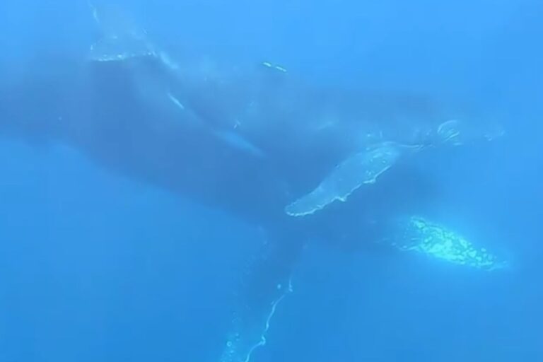 Même les baleines sont en deuil : la vidéo déchirante d'une mère qui veille sur son veau mort-né pendant des jours