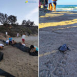 Chaîne humaine de bénévoles et de touristes pour sauver 229 tortues Caretta caretta à Torre Guaceto