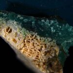 Les scientifiques ont découvert des « coraux en plastique », des fragments de corail fusionnés avec du plastique qui représentent une nouvelle forme de pollution.