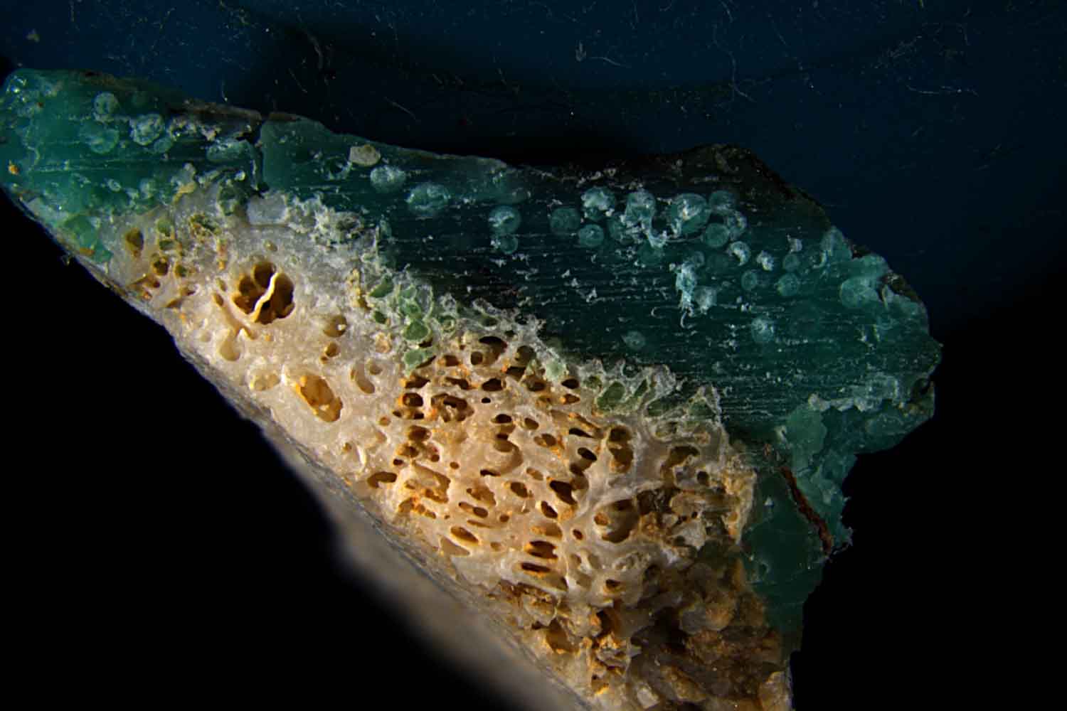 plasticoralli