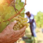 Les vendanges précoces ne suffisent plus : des panneaux agrivoltaïques à la crème solaire pour les raisins, comment ils ont protégé les vignobles des fortes chaleurs