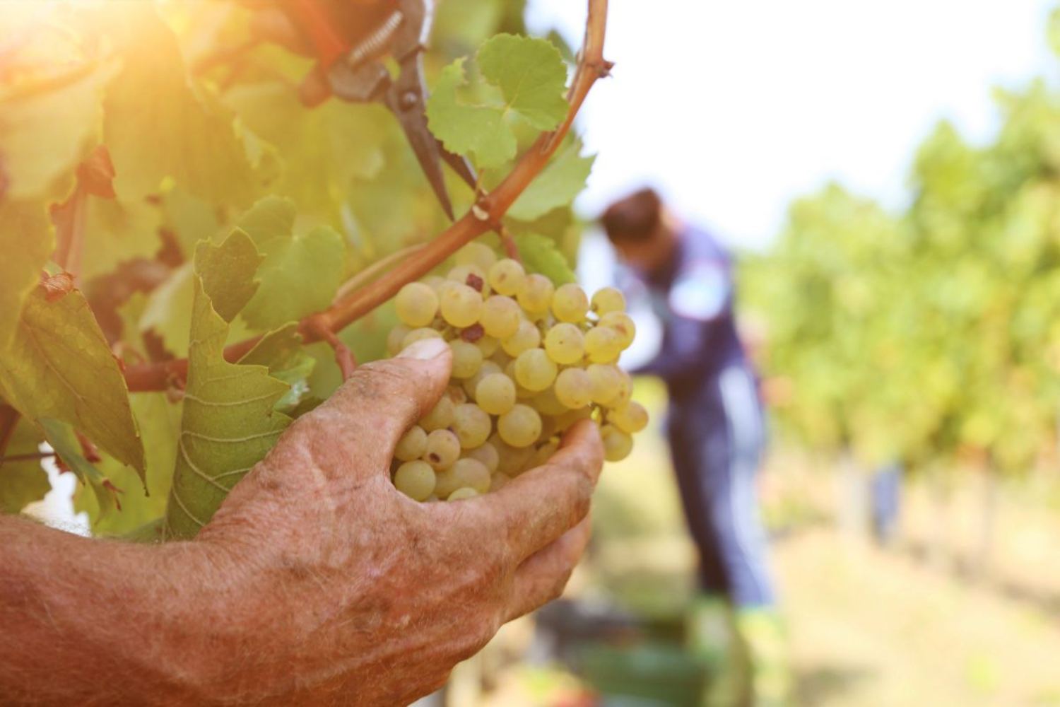 Les vendanges précoces ne suffisent plus : des panneaux agrivoltaïques à la crème solaire pour les raisins, comment ils ont protégé les vignobles des fortes chaleurs