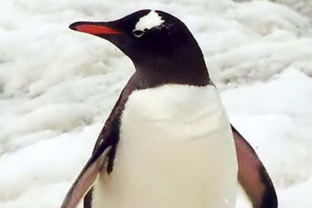 Nuova specie pinguini