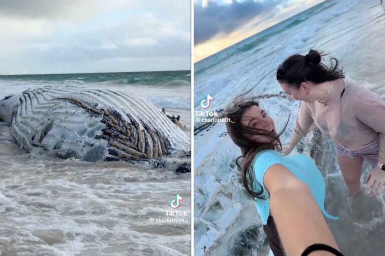 La baleine est morte, mais la plage se remplit : tout le monde veut un selfie avec la carcasse