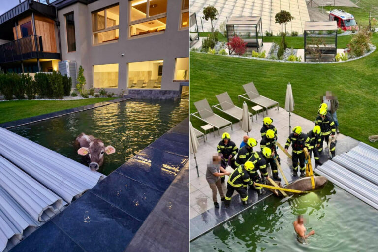 Une vache se perd et tombe dans la piscine d'un hôtel bien-être du Val Venosta: le sauvetage insolite des pompiers
