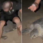 Choquant! Deux influenceurs sont assis sur une tortue marine protégée qui pondait des œufs pour créer du contenu social