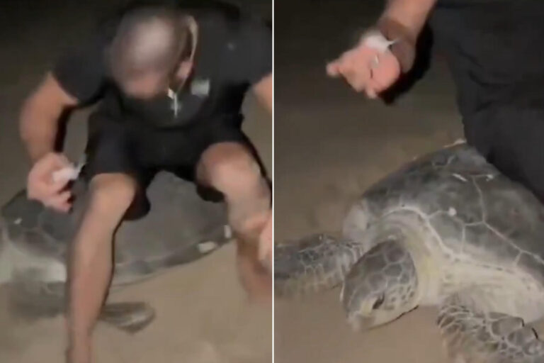 Choquant! Deux influenceurs sont assis sur une tortue marine protégée qui pondait des œufs pour créer du contenu social