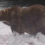 Le sac à dos triomphe à la Fat Bear Week : Habemus l'ours le plus gros d'Alaska 2026, son histoire a déjà conquis tout le monde