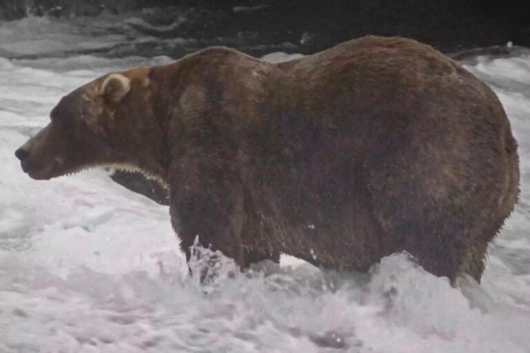 Le sac à dos triomphe à la Fat Bear Week : Habemus l'ours le plus gros d'Alaska 2026, son histoire a déjà conquis tout le monde
