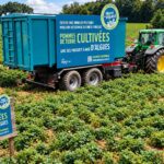 Adieu le glyphosate ? En France, on cultive du blé sans insecticides ni fongicides, grâce aux algues