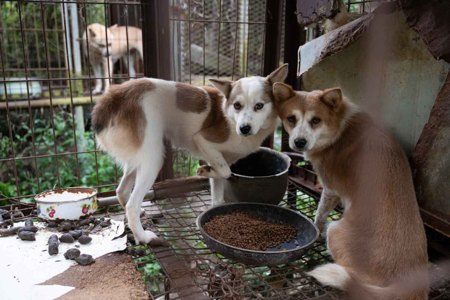 chiens sauvés en Corée