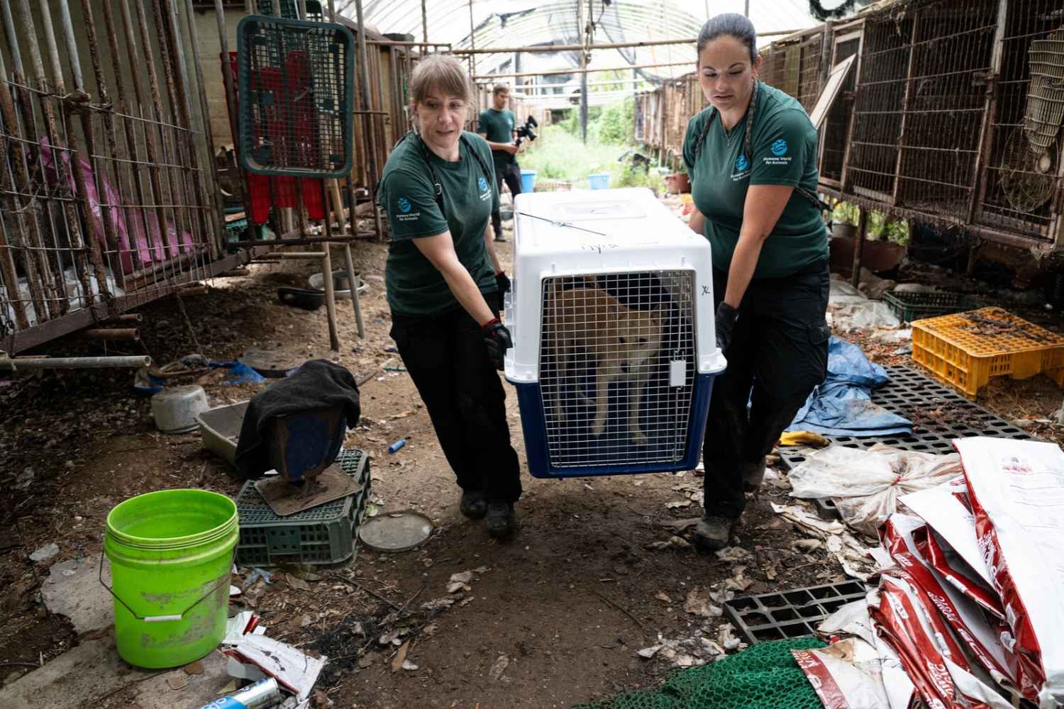 chiens sauvés en Corée