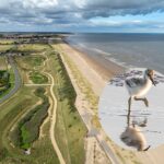 Ils ont transformé un golf en une gigantesque réserve naturelle côtière, paradis des oiseaux et de la biodiversité.