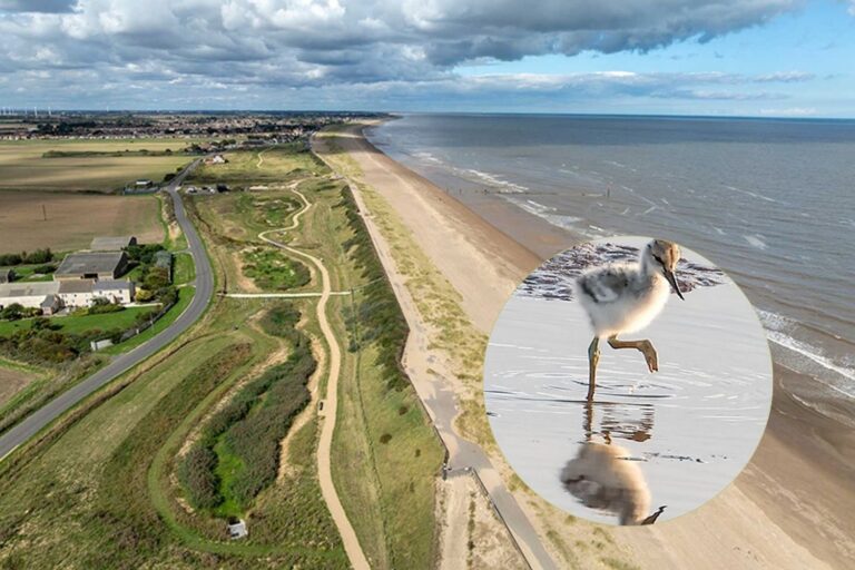Ils ont transformé un golf en une gigantesque réserve naturelle côtière, paradis des oiseaux et de la biodiversité.