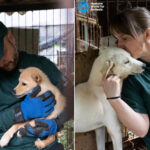 Corée du Sud, les chiens ne se mangent plus, ils sont adoptés ! Le sauvetage émotionnel de 70 chiens de l'abattage quelques mois seulement après l'interdiction