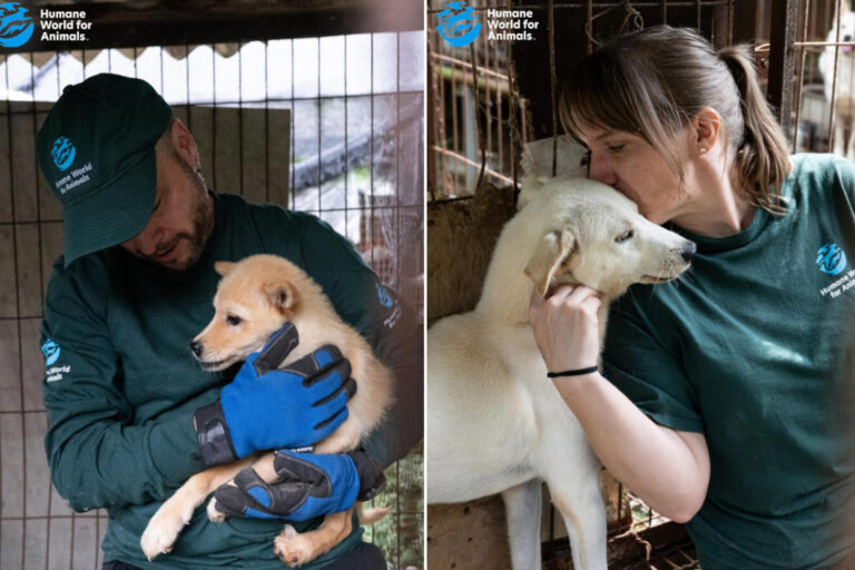 Corée du Sud, les chiens ne se mangent plus, ils sont adoptés ! Le sauvetage émotionnel de 70 chiens de l'abattage quelques mois seulement après l'interdiction
