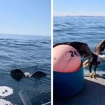 Un aigle épuisé au milieu de la mer monte sur un bateau : le sauvetage est passionnant