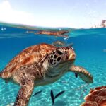 Le cas étrange (et fascinant) des tortues marines qui ne veulent pas quitter les îles Galápagos