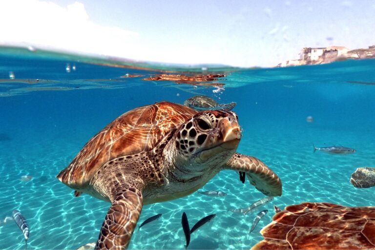Le cas étrange (et fascinant) des tortues marines qui ne veulent pas quitter les îles Galápagos