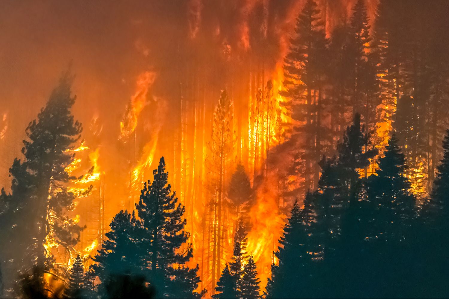 crimes environnementaux écomafia 2026